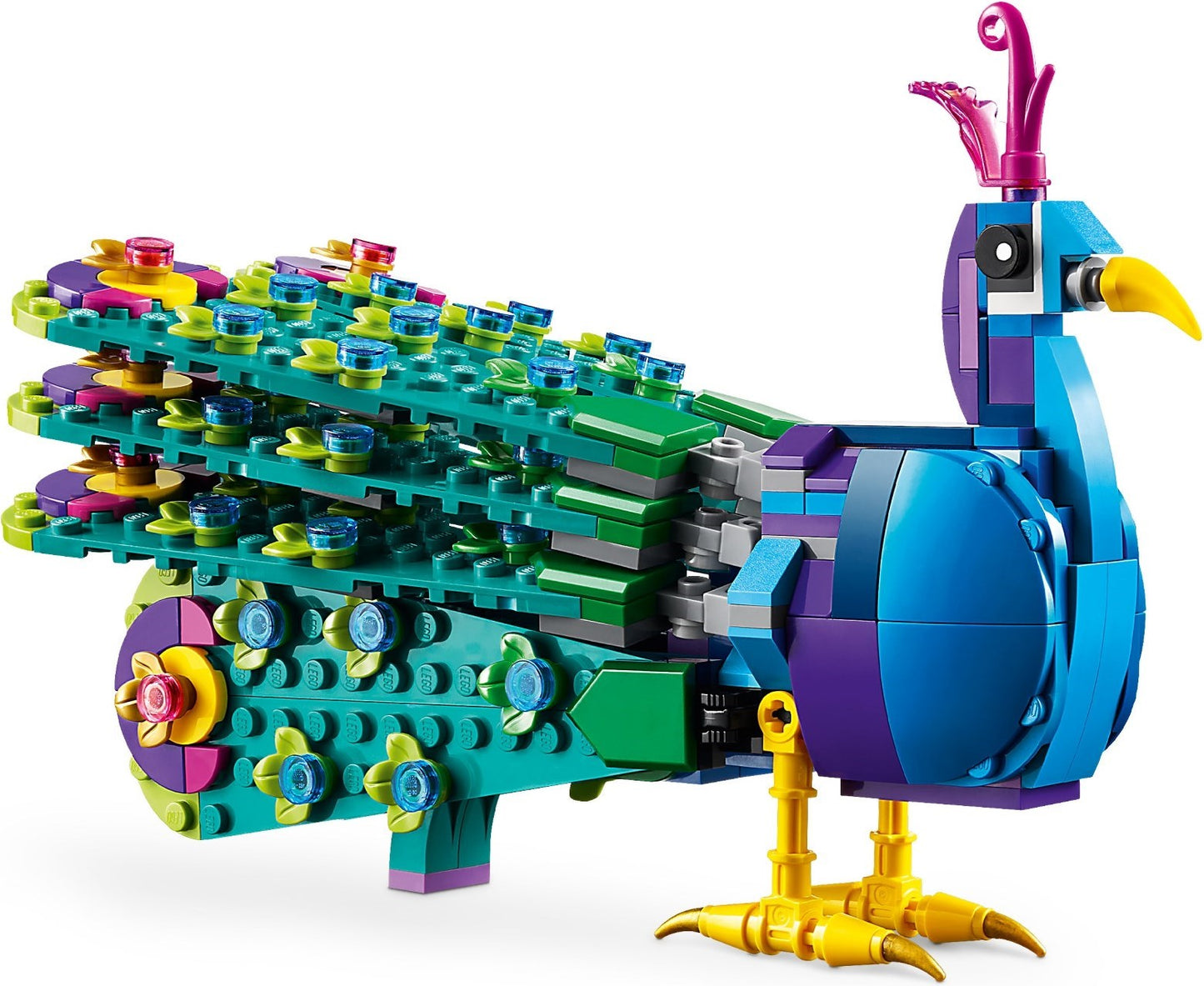 Exotic Peacock - 31157