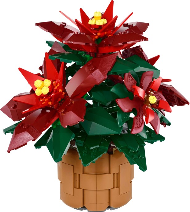 Poinsettia - 10370