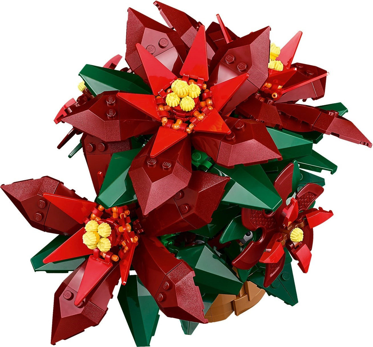 Poinsettia - 10370